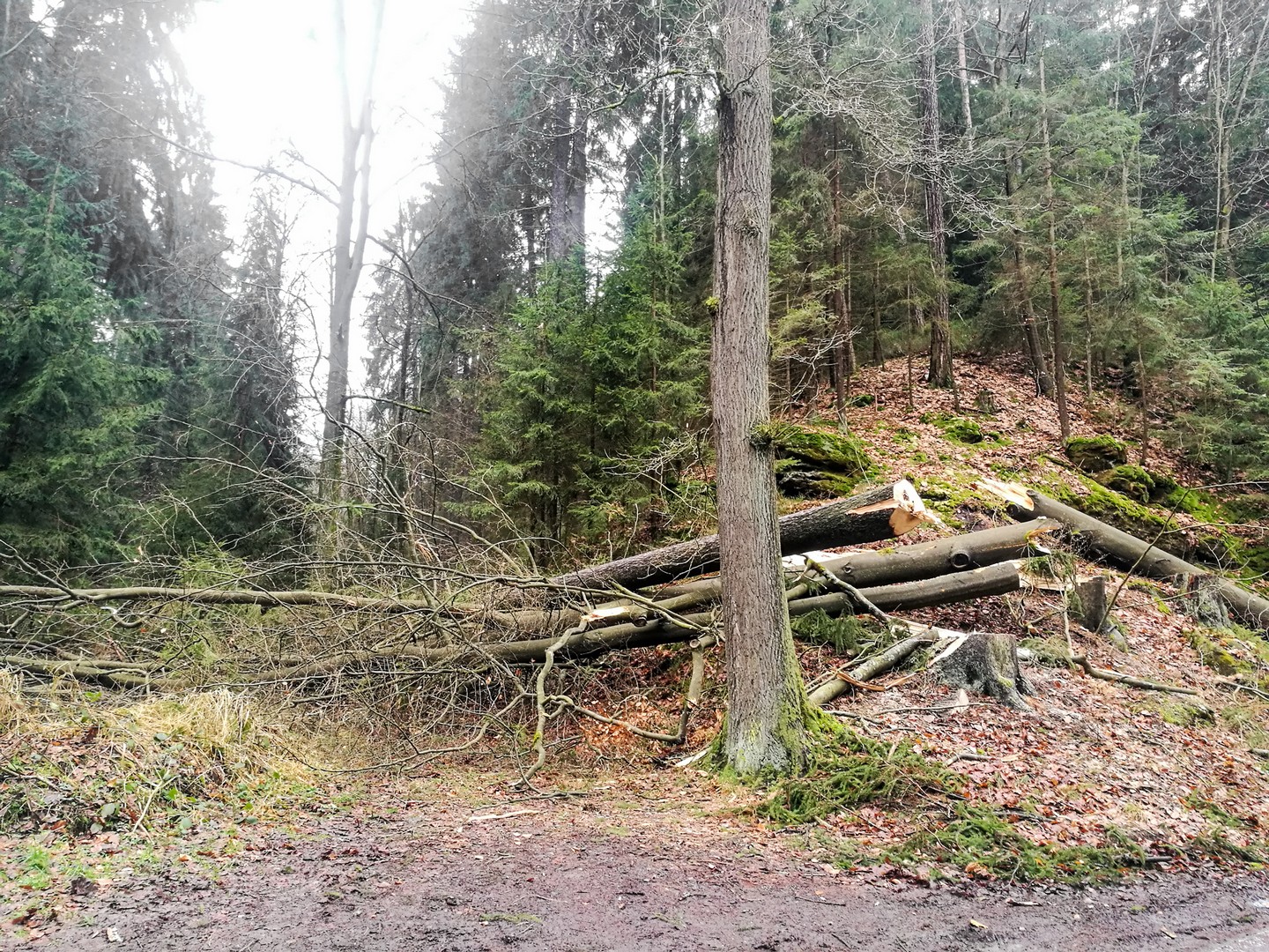 000 Bäume – Beitrag Zur Wiederbewaldung Im Nationalpark Sächsische Schweiz 000 Bäume – Beitrag Zur Wiederbewaldung Im Nationalpark Sächsische Schweiz
