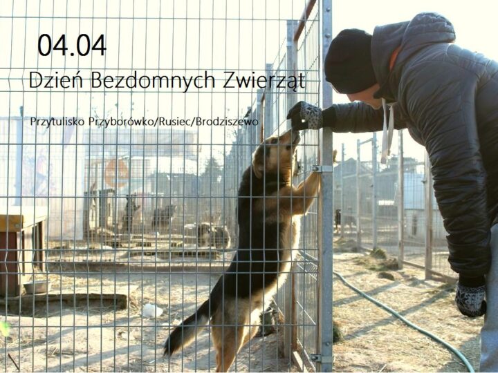 4 Kwietnia: Międzynarodowy Dzień Zwierząt Bezdomnych - Jak Możesz Pomóc? 4 Kwietnia: Międzynarodowy Dzień Zwierząt Bezdomnych - Jak Możesz Pomóc?