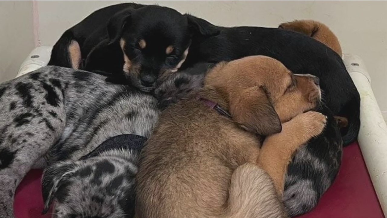 49 Dogs Seized From Washington County Breeder 49 Dogs Seized From Washington County Breeder