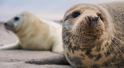 50 Years Of Rescue: Pieterburen Seal Center's Last Seals Released 50 Years Of Rescue: Pieterburen Seal Center's Last Seals Released