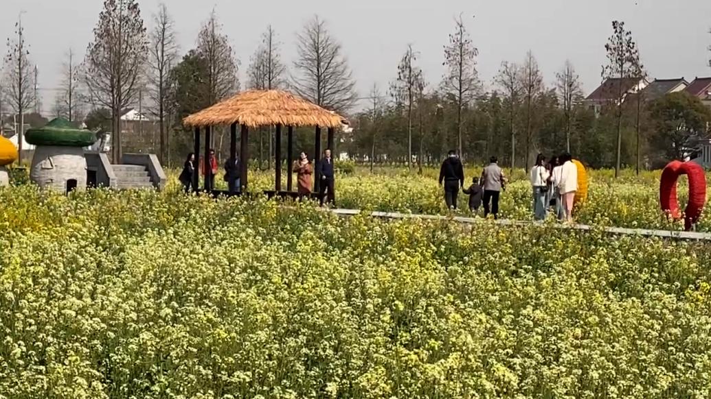 江西农大再添五色油菜花,品种总数达75种 江西农大再添五色油菜花,品种总数达75种