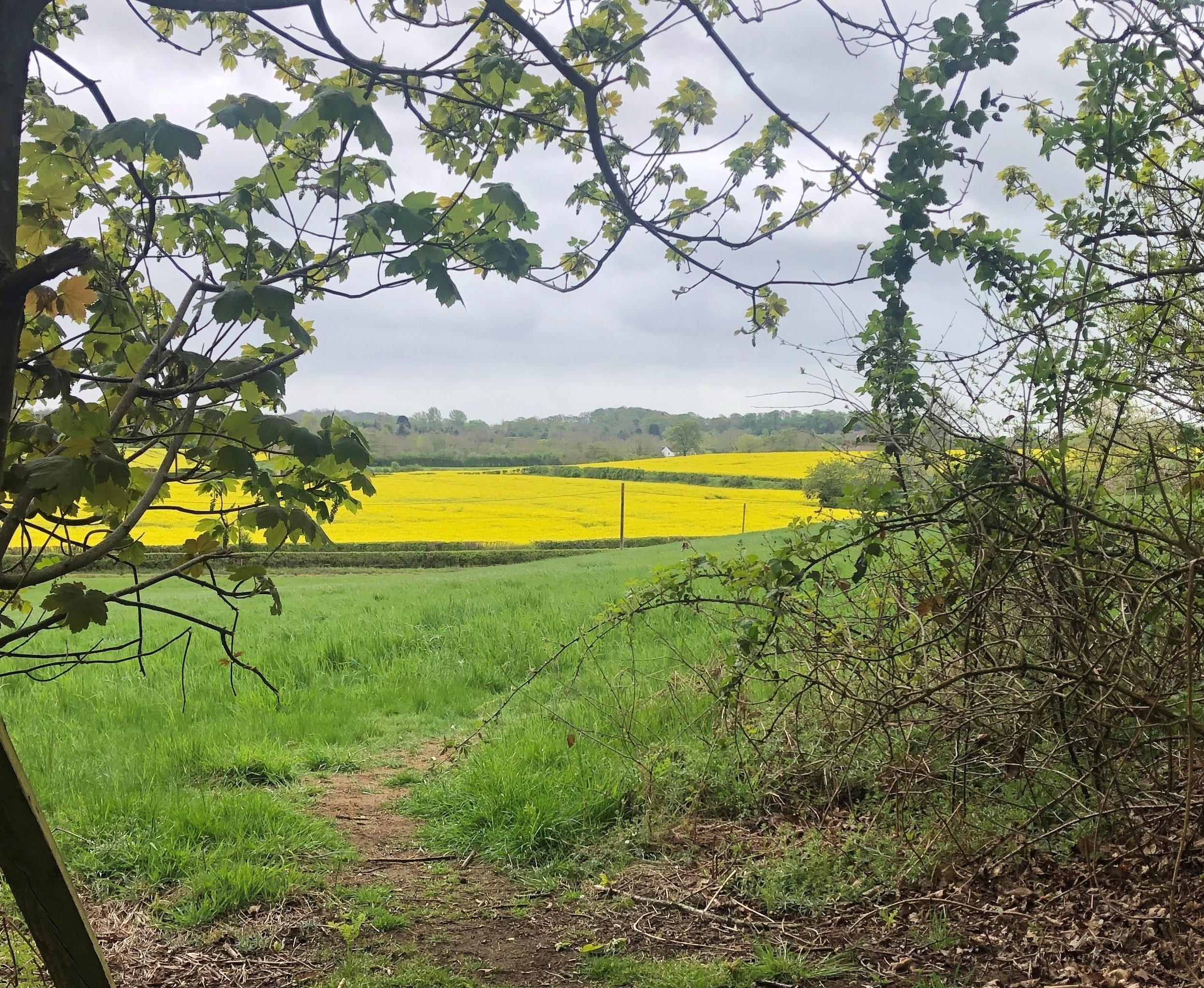 A Dog Walk In Didcot To Mark Mental Health Awareness Week A Dog Walk In Didcot To Mark Mental Health Awareness Week