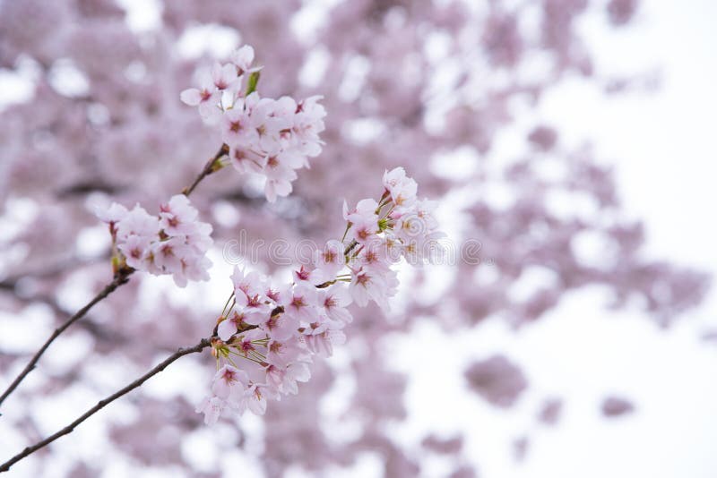 A Springwatch Guide To Japan's Cherry Blossoms A Springwatch Guide To Japan's Cherry Blossoms