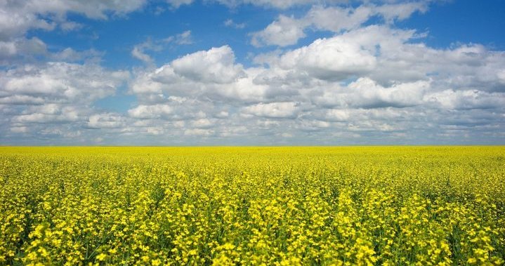Alternative Canola Suppliers Emerge For China Alternative Canola Suppliers Emerge For China