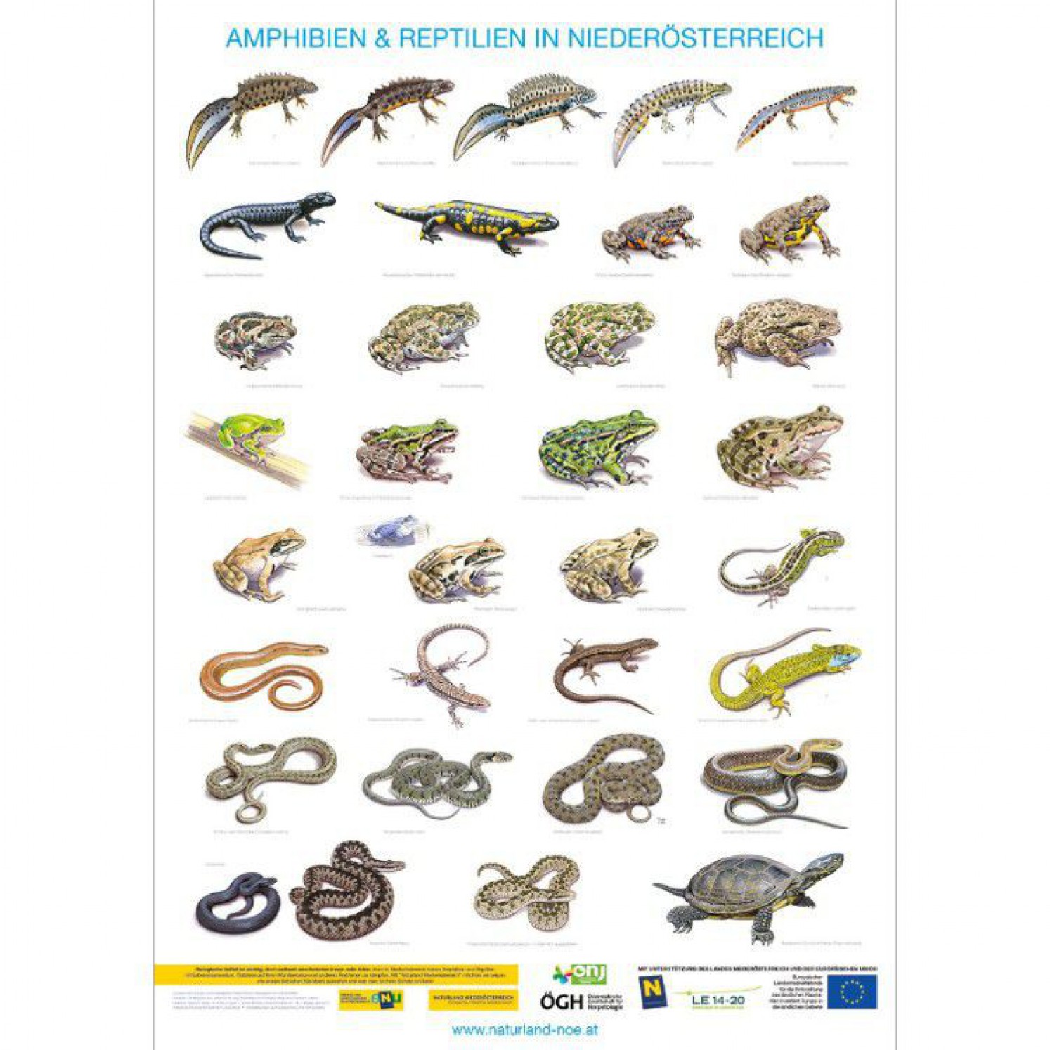 Amphibien Und Reptilien In Thüringen: Atlas Der Artenvielfalt Amphibien Und Reptilien In Thüringen: Atlas Der Artenvielfalt