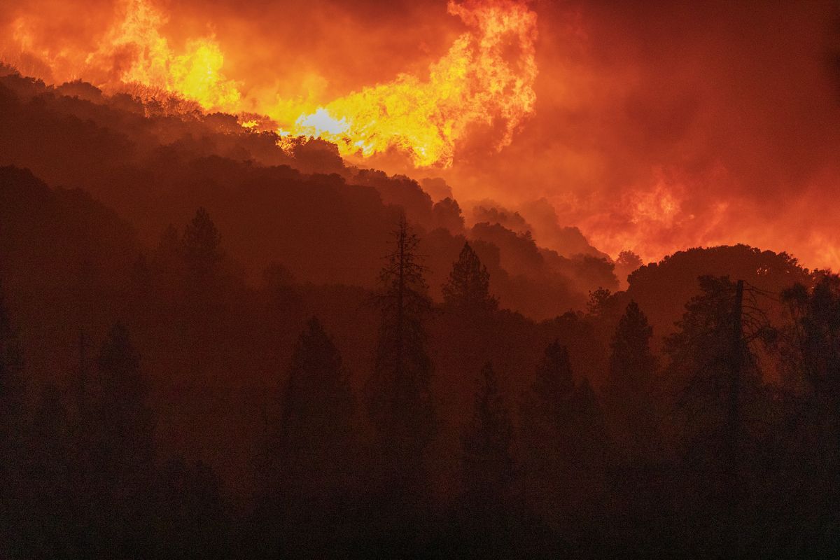 Analysis: Wildfires And The Record-Breaking Global Forest Loss Analysis: Wildfires And The Record-Breaking Global Forest Loss