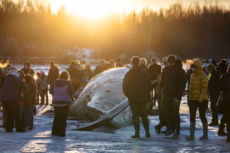 Anchorage Fin Whale Recovery Delayed: Soft Mudflats And Rising Temperatures Anchorage Fin Whale Recovery Delayed: Soft Mudflats And Rising Temperatures