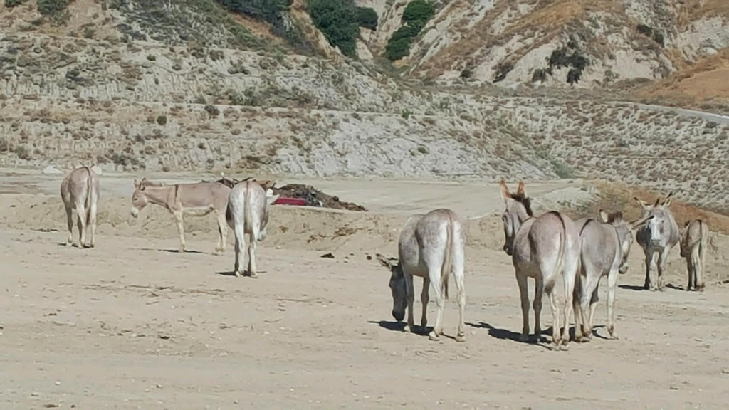 Annual Donkey Roundup Rocks Southern California Community Annual Donkey Roundup Rocks Southern California Community