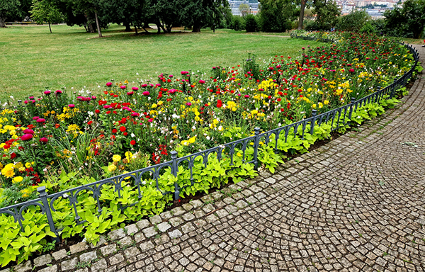 Annuals And Perennials: Understanding The Differences For Your Garden Annuals And Perennials: Understanding The Differences For Your Garden