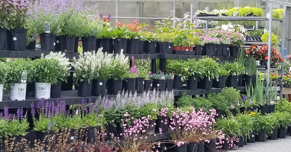 Annuals Vs. Perennials: Which Flowers Are Right For Your Garden? Annuals Vs. Perennials: Which Flowers Are Right For Your Garden?