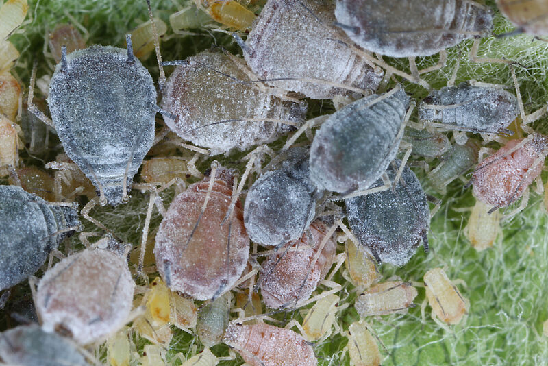 Apple Crop Losses: Rosy Apple Aphid Impacts Yield By 10-30% Apple Crop Losses: Rosy Apple Aphid Impacts Yield By 10-30%