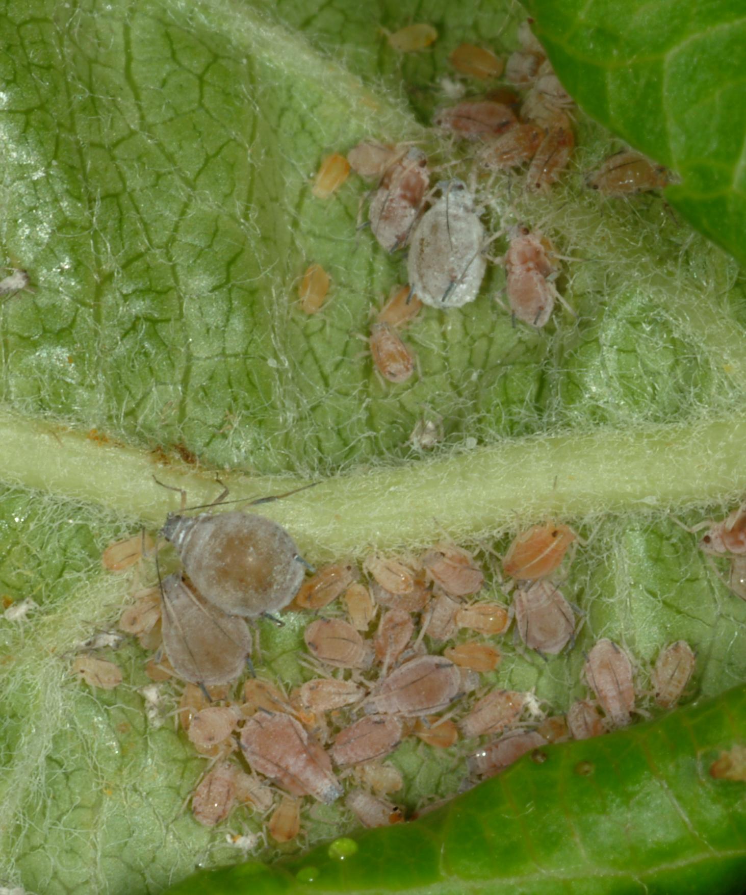 Apple Production Decline: Rosy Apple Aphid To Cause 10-30% Loss Apple Production Decline: Rosy Apple Aphid To Cause 10-30% Loss