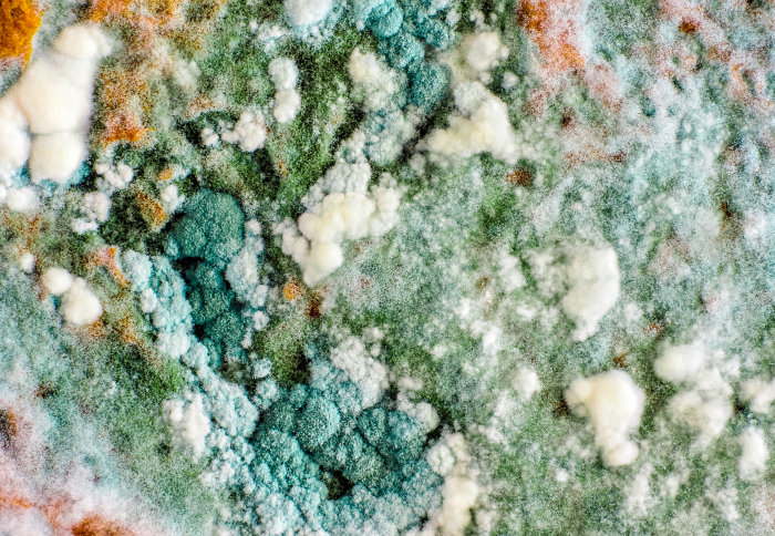 Are Deadly Fungi Fueling The Next Antibiotic Resistance Crisis? Are Deadly Fungi Fueling The Next Antibiotic Resistance Crisis?