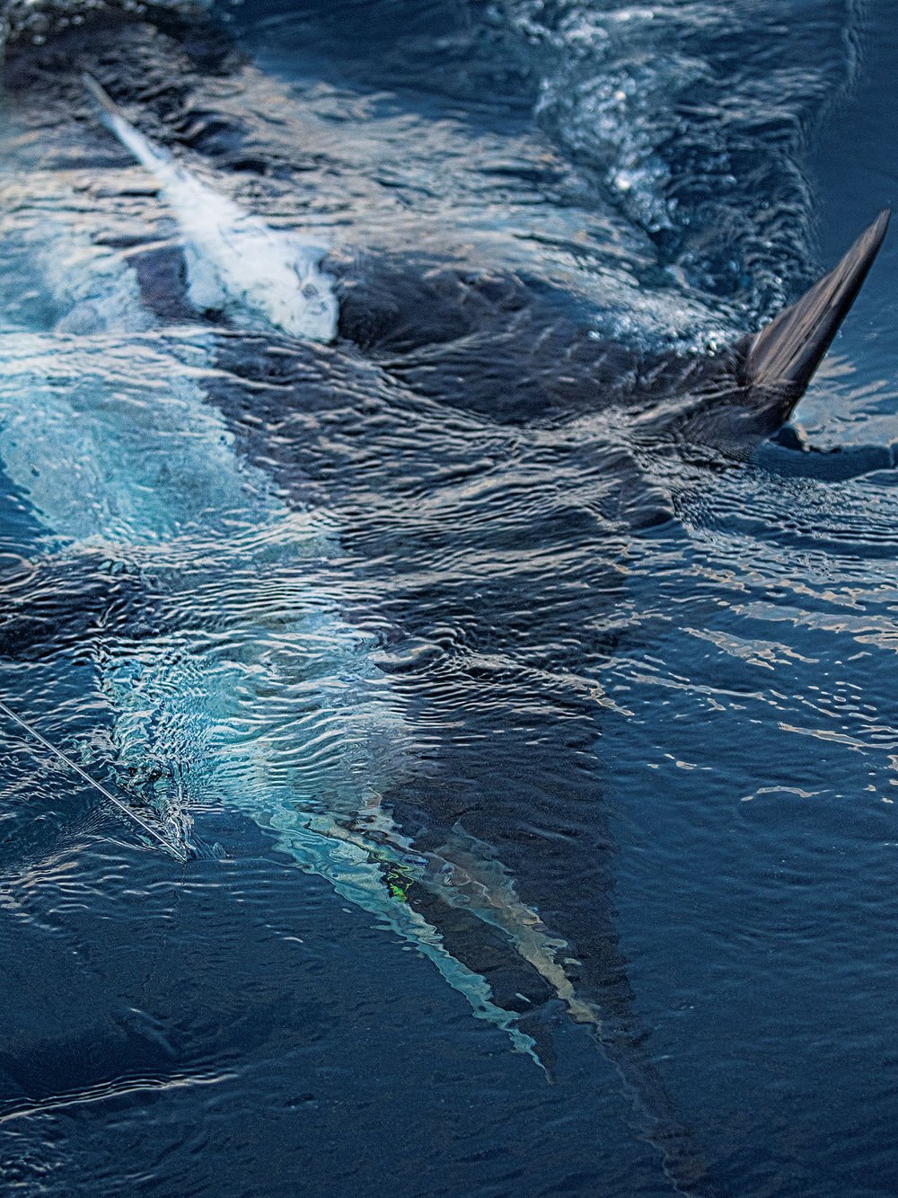 Are Torpedo Bats Revolutionizing Marlin Fishing Techniques? Are Torpedo Bats Revolutionizing Marlin Fishing Techniques?