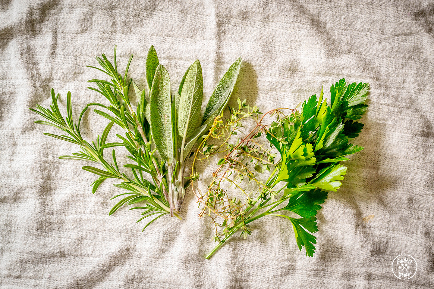 Aromatic Herbs: Rosemary & Thyme For Flavor And Fragrance Aromatic Herbs: Rosemary & Thyme For Flavor And Fragrance