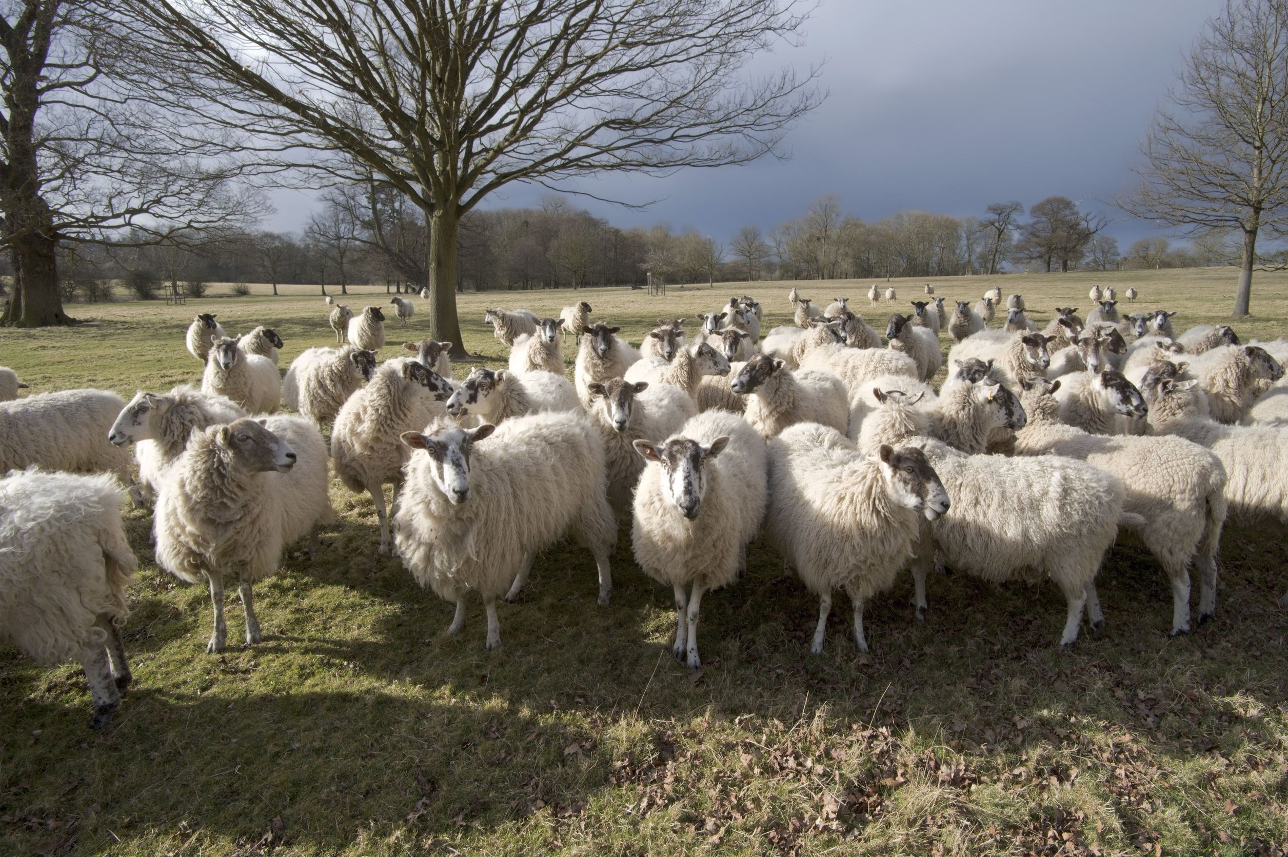 Assessing Reform UK's Commitment To The UK Farming Industry Assessing Reform UK's Commitment To The UK Farming Industry