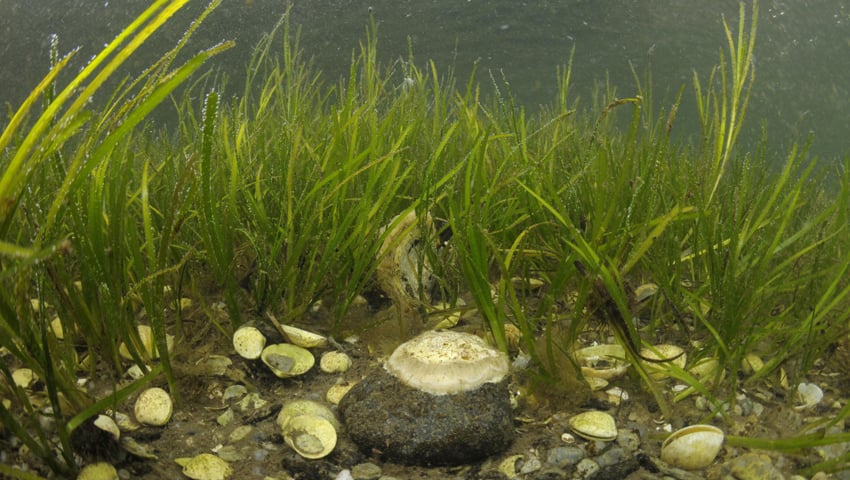 Boosting Biodiversity: Seagrass Planting Initiatives Along The Scottish Coast Boosting Biodiversity: Seagrass Planting Initiatives Along The Scottish Coast