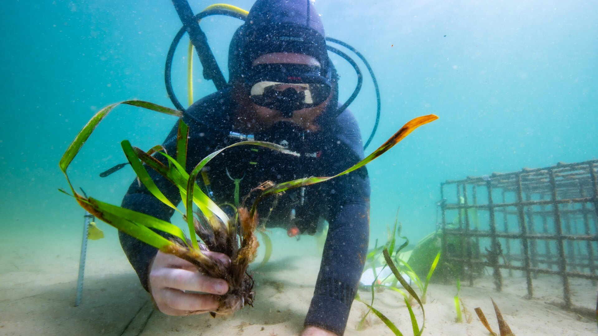 Boosting Scotland's Coastline: Seagrass Restoration Initiatives Boosting Scotland's Coastline: Seagrass Restoration Initiatives