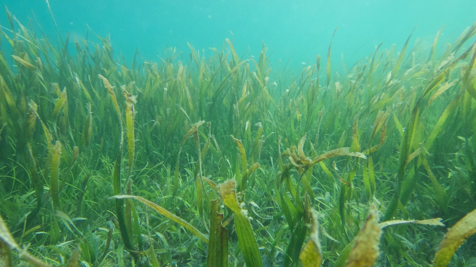 Boosting Scotland's Coastline: The Importance Of Seagrass Restoration Projects Boosting Scotland's Coastline: The Importance Of Seagrass Restoration Projects