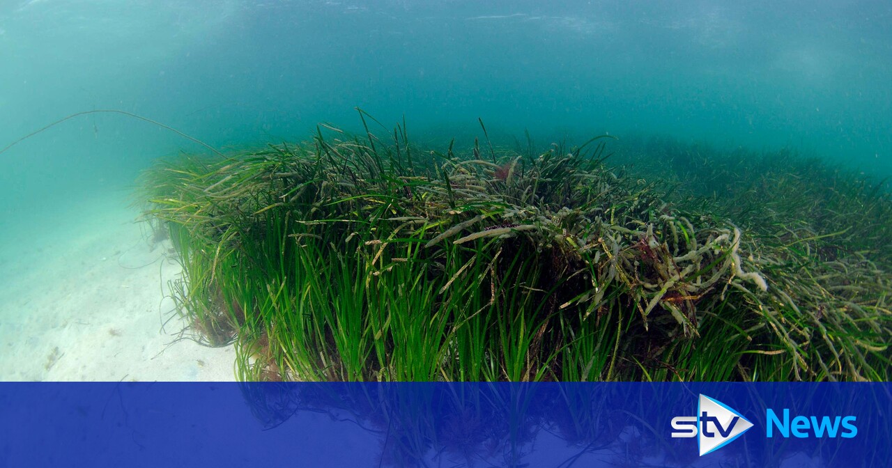 Boosting Scotland's Marine Life: The Importance Of Seagrass Planting Bids Boosting Scotland's Marine Life: The Importance Of Seagrass Planting Bids