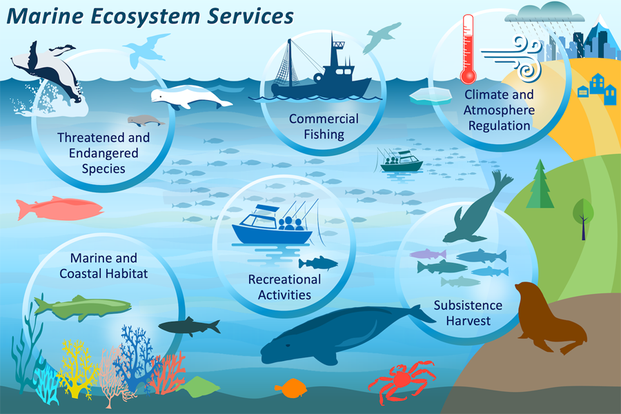 California Coast Algae Bloom: Impact On Marine Ecosystems