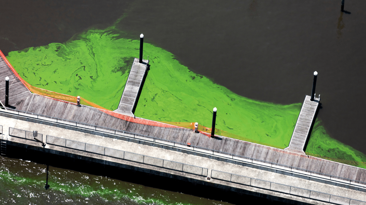 California's Coastal Crisis: The Impact Of Toxic Algae Blooms On Marine Life California's Coastal Crisis: The Impact Of Toxic Algae Blooms On Marine Life