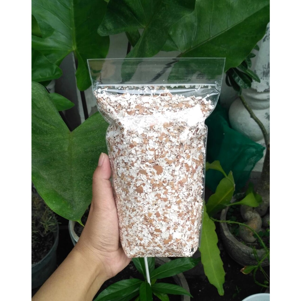 Cangkang Telur Bekas? Jadikan Pupuk Alami Untuk Tanaman Dan Pakan Hewan Kaya Kalsium Cangkang Telur Bekas? Jadikan Pupuk Alami Untuk Tanaman Dan Pakan Hewan Kaya Kalsium