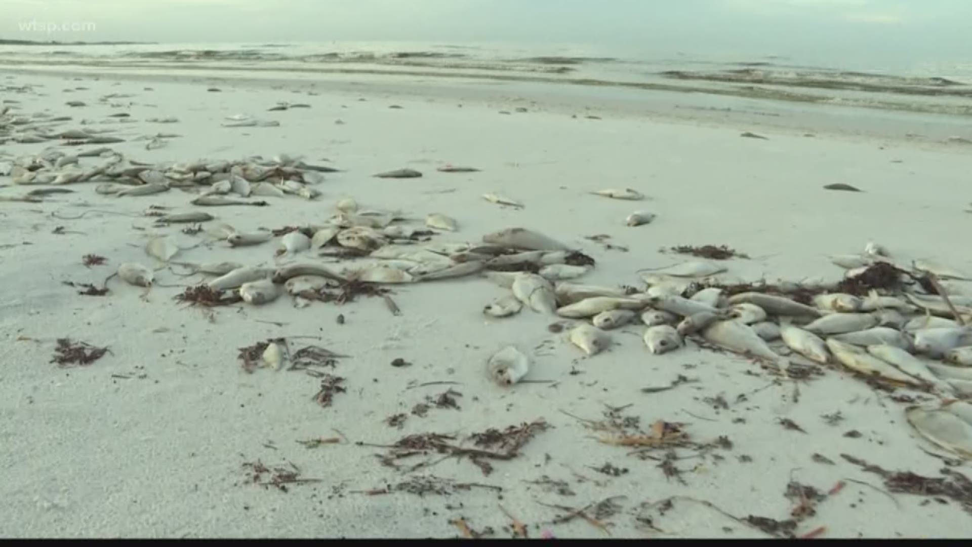 Cape Cod Faces Red Tide Crisis: Public Health Warning Cape Cod Faces Red Tide Crisis: Public Health Warning