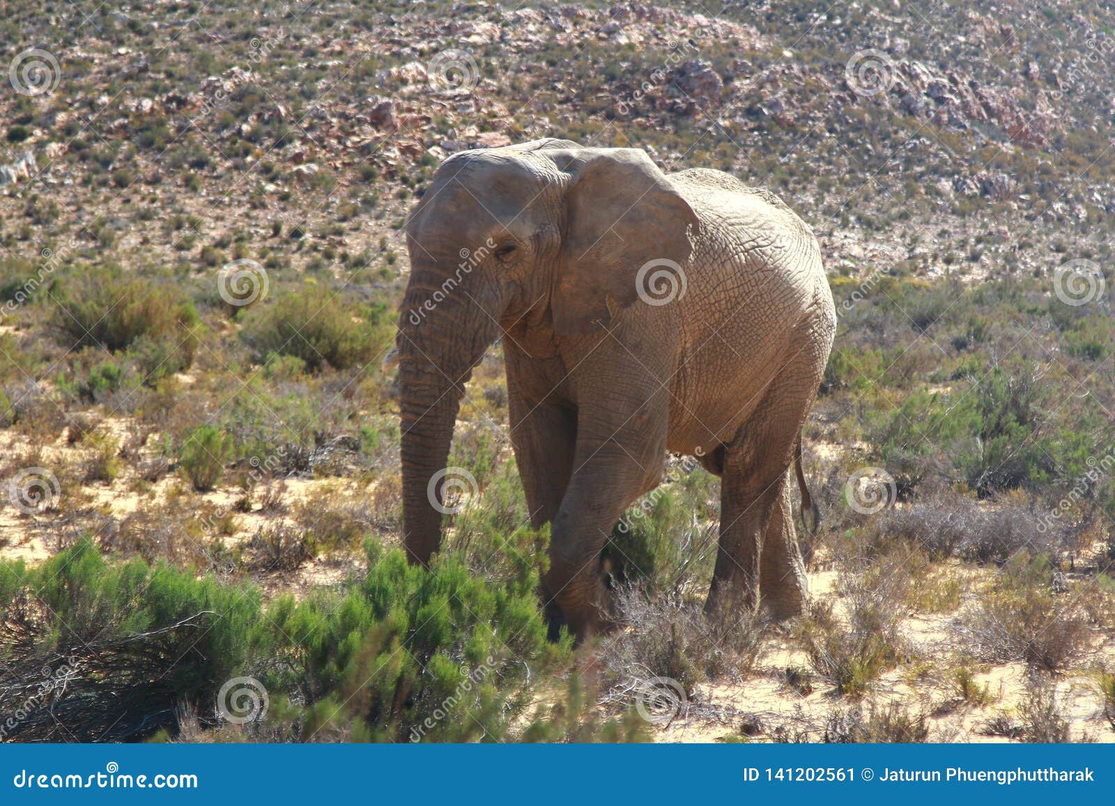 Cape Town Elephant Seal Causes Traffic Chaos Cape Town Elephant Seal Causes Traffic Chaos