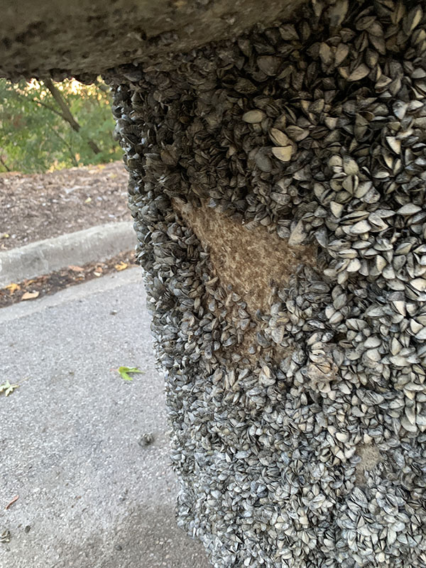 Casper Boat Lift Overrun By Invasive Zebra Mussels Casper Boat Lift Overrun By Invasive Zebra Mussels
