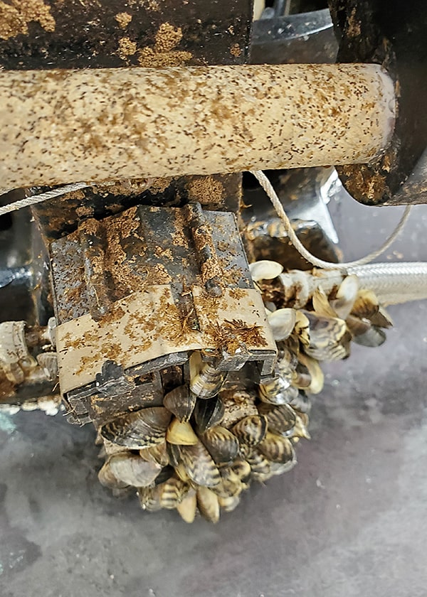 Casper Resident Finds Thousands Of Zebra Mussels On New Boat Lift Casper Resident Finds Thousands Of Zebra Mussels On New Boat Lift