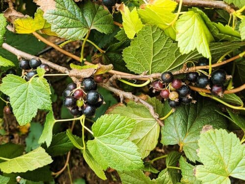 Cassis Blackcurrant: A Taste Of France Cassis Blackcurrant: A Taste Of France