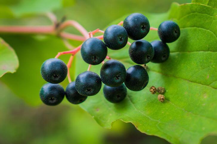 Cassis Blackcurrant Recipes: From Classic To Creative Cassis Blackcurrant Recipes: From Classic To Creative