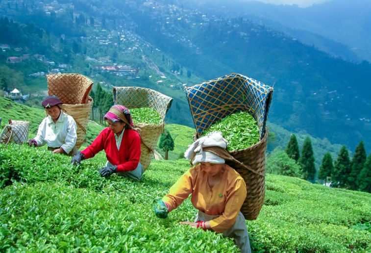 Challenges And Concerns Facing Darjeeling Tea Production Challenges And Concerns Facing Darjeeling Tea Production