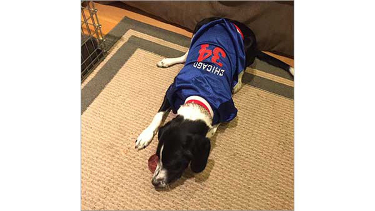 Chicago Cubs: Fans Share A Lady And The Tramp Moment With A Hot Dog Chicago Cubs: Fans Share A Lady And The Tramp Moment With A Hot Dog