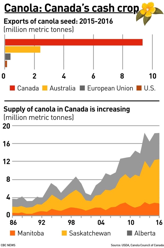 China Seeks New Canola Suppliers Following Canada Rift China Seeks New Canola Suppliers Following Canada Rift