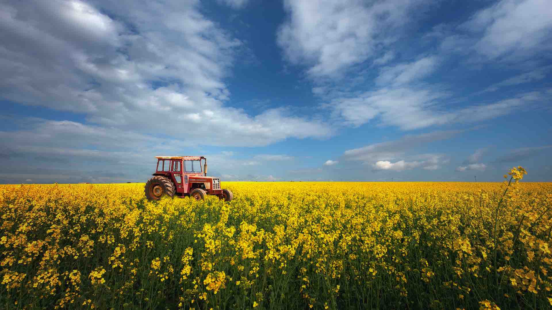 China's Canola Search: New Suppliers After Canada Rift China's Canola Search: New Suppliers After Canada Rift