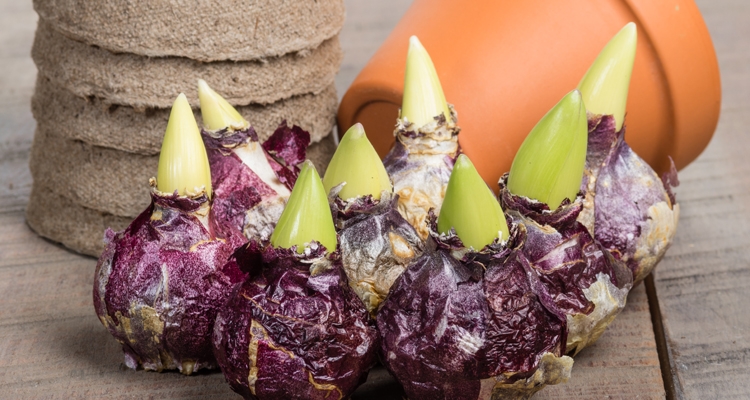 Choosing The Right Planting Time For Hyacinth Bulbs Choosing The Right Planting Time For Hyacinth Bulbs