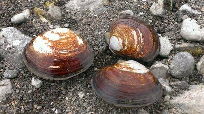 Citizen Scientists Uncover Clues Within Whidbey Clams Citizen Scientists Uncover Clues Within Whidbey Clams