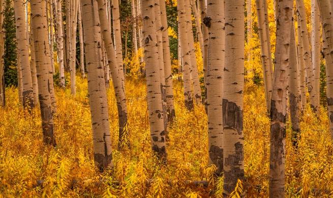 Climate Change And The Rise Of Dangerous Fungi: A Growing Threat Climate Change And The Rise Of Dangerous Fungi: A Growing Threat