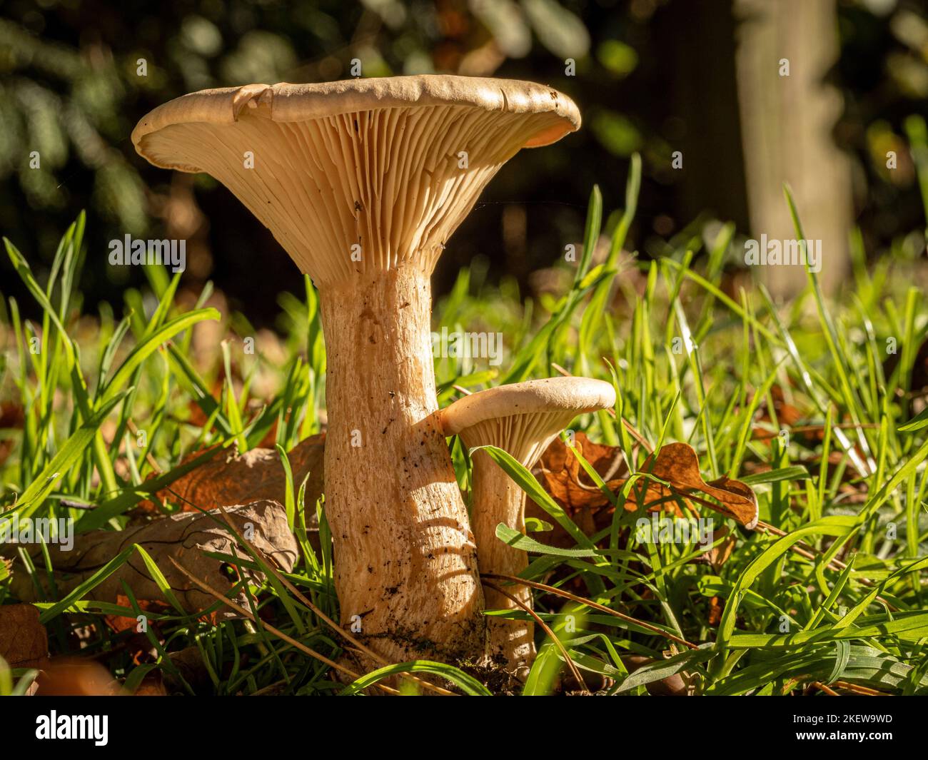Climate Change And The Rise Of Deadly Fungi: A Growing Threat Climate Change And The Rise Of Deadly Fungi: A Growing Threat