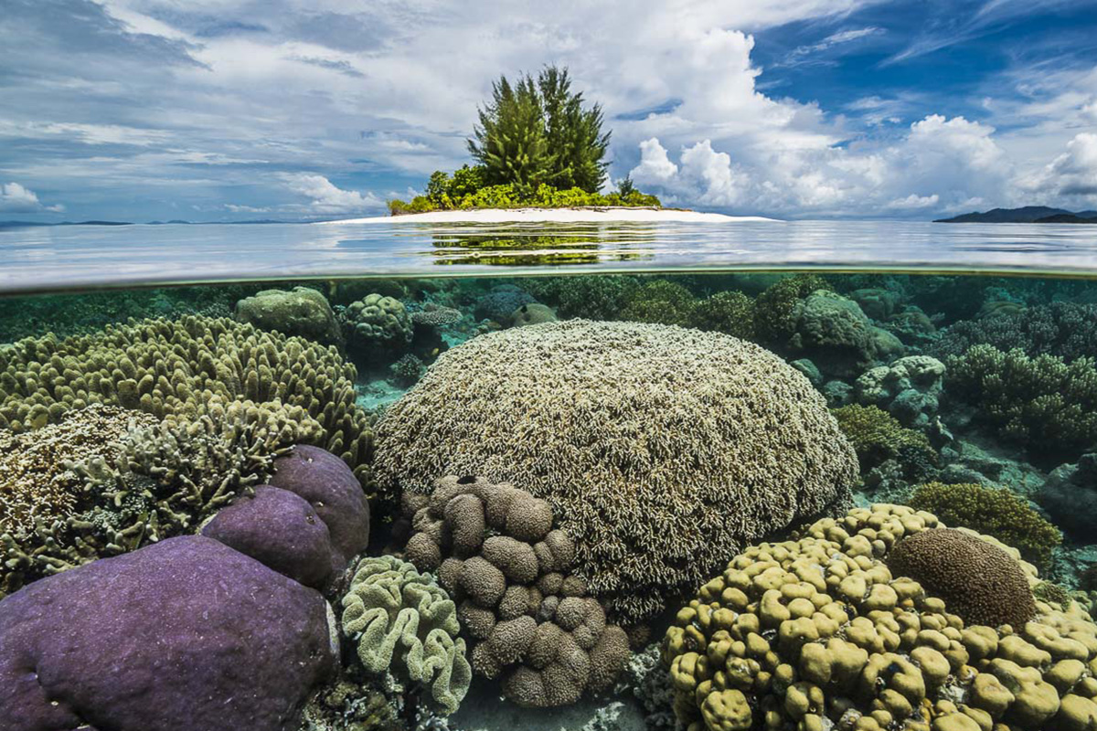 Combating The Killer Seaweed: Protecting Australia's Marine Biodiversity Combating The Killer Seaweed: Protecting Australia's Marine Biodiversity
