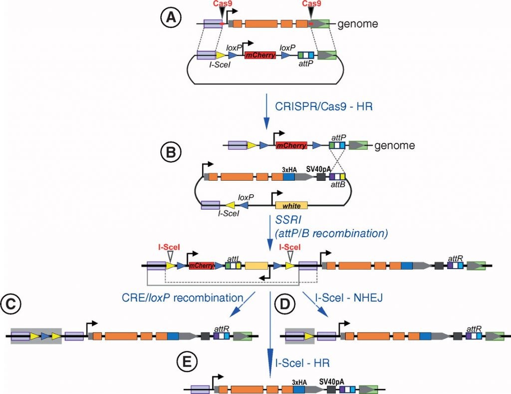 Complete Gene Insertion: Advances In Precise Gene Editing Technology Complete Gene Insertion: Advances In Precise Gene Editing Technology