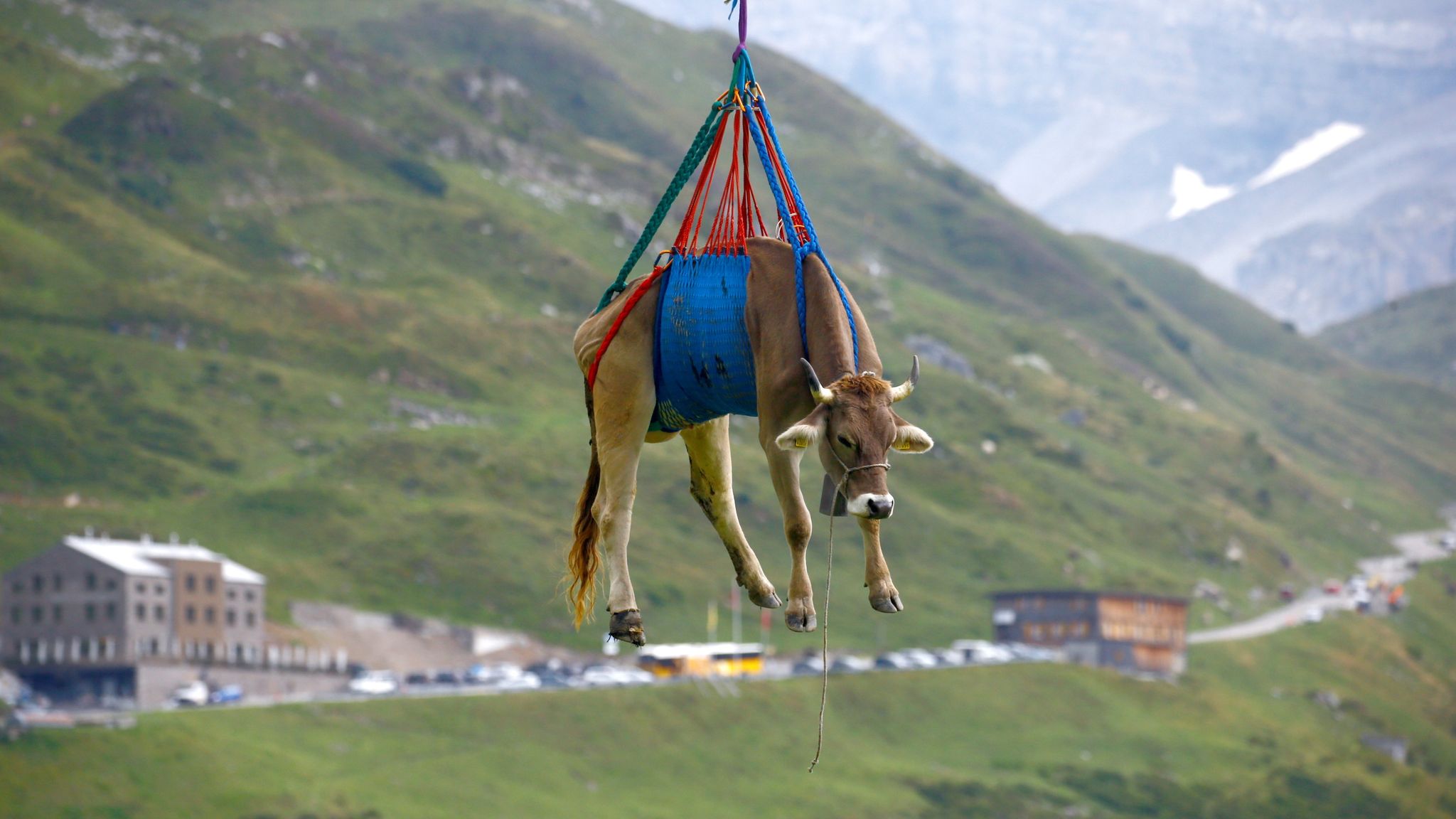 Cows Airlifted From Swiss Village: A Unique Rescue Operation Cows Airlifted From Swiss Village: A Unique Rescue Operation