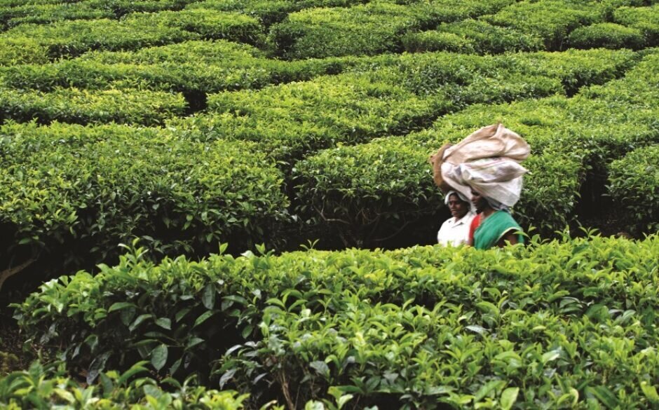 Darjeeling Tea Production: Growing Concerns Darjeeling Tea Production: Growing Concerns