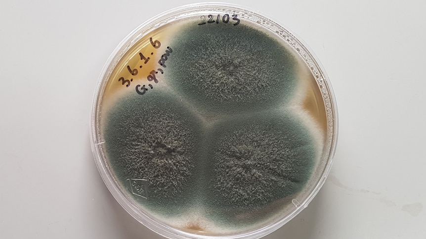 Deadly Fungi: A Growing Threat To Global Health Deadly Fungi: A Growing Threat To Global Health