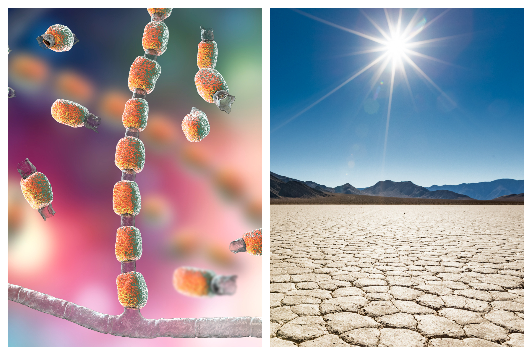 Deadly Fungi: The Impact Of Climate Change On Fungal Infections Deadly Fungi: The Impact Of Climate Change On Fungal Infections
