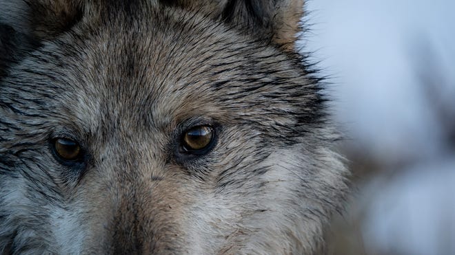 Death Of Second Translocated Colorado Gray Wolf In Wyoming Death Of Second Translocated Colorado Gray Wolf In Wyoming