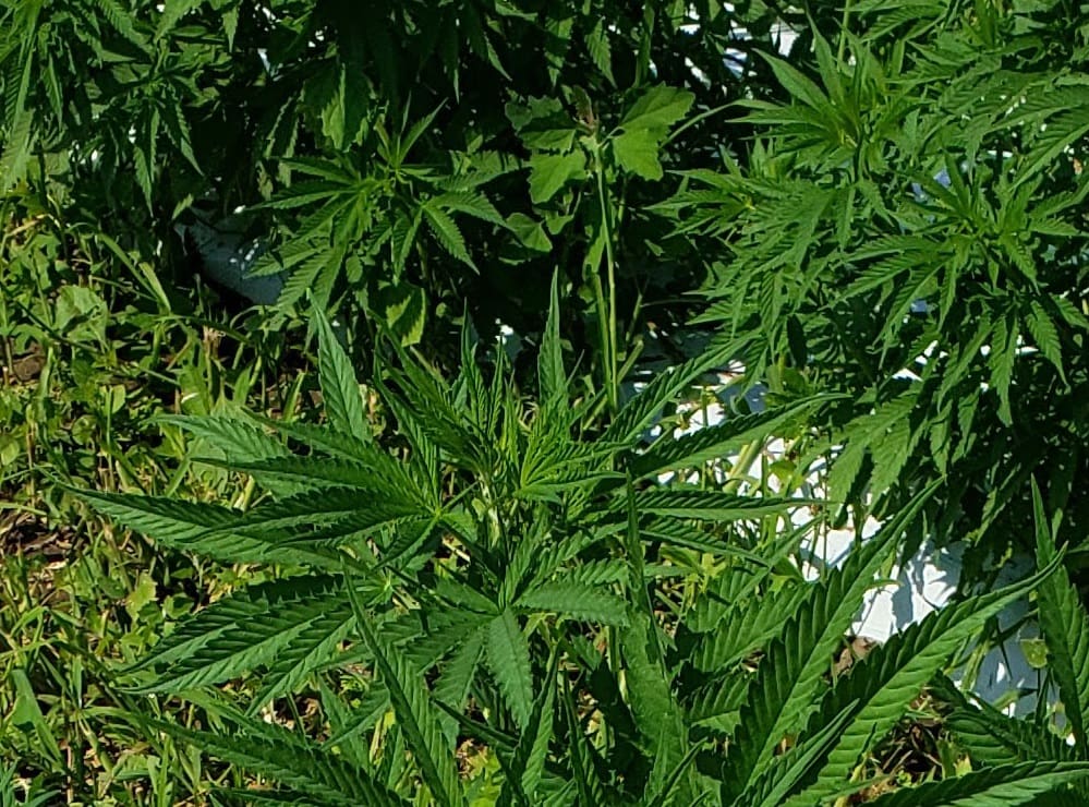 Decoding Georgia's Hemp Laws: What's Legal And Where To Buy It