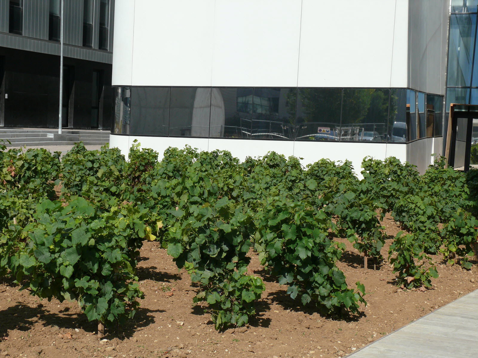 Développement Viticole À Dijon : 2500 M² De Vignes Plantés Aux Valendons Développement Viticole À Dijon : 2500 M² De Vignes Plantés Aux Valendons